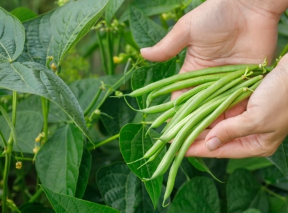 A close-up shot of a person's hand holding a small pile of long, green, pods of legumes, placed alongside green leaves, showcasing How To Grow Beans