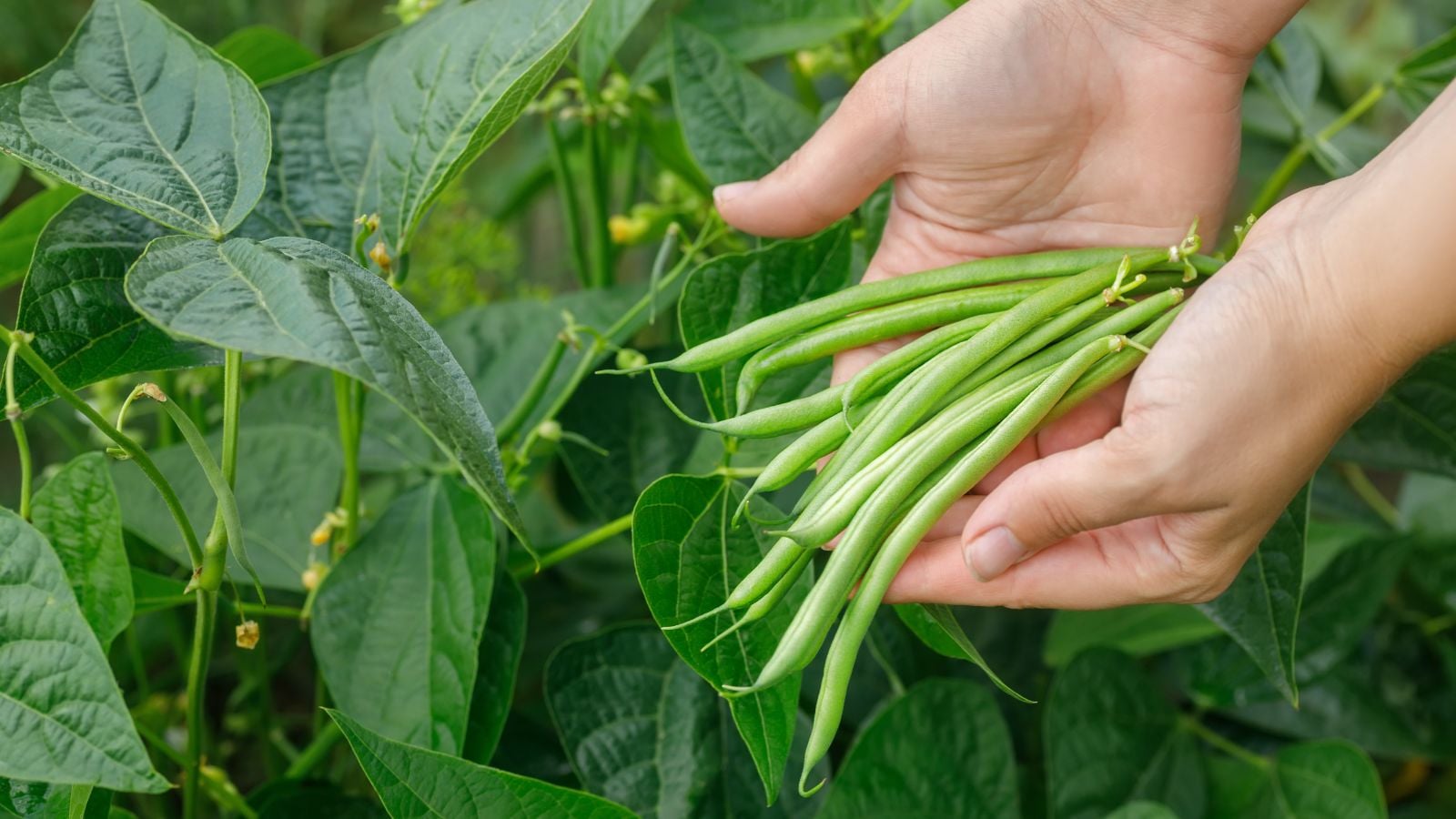 A close-up shot of a person's hand holding a small pile of long, green, pods of legumes, placed alongside green leaves, showcasing How To Grow Beans