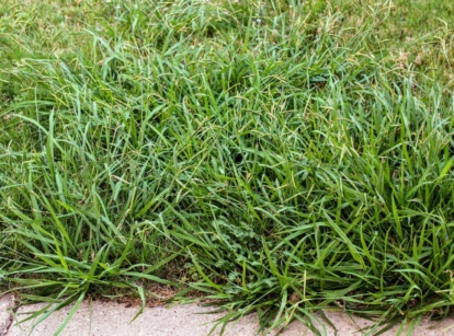 An area covered in crabgrass mounds appearing near the edges, having a bright and lovely green color