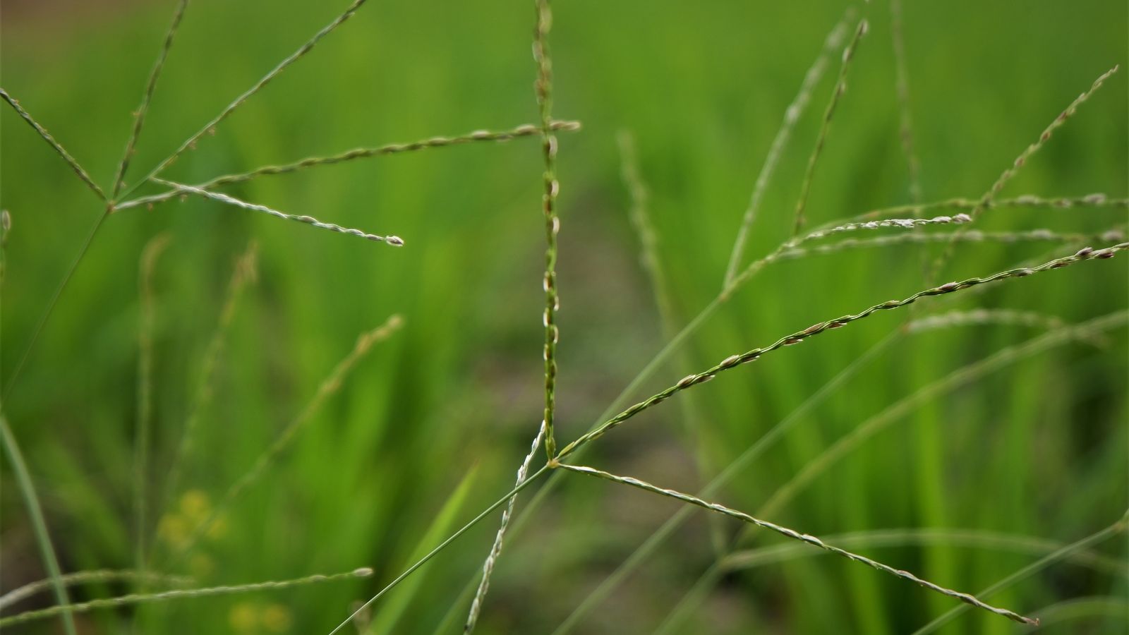 A close up shot of slivers of Digitaria sanguinalis appearing to have seeds with ridges