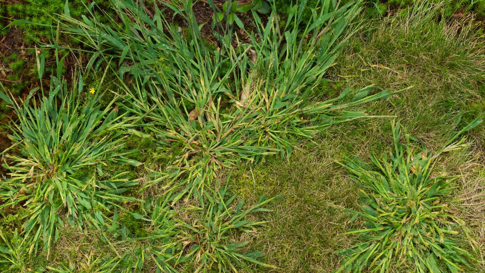 An area covered in green foliage with clumps of Digitaria sanguinalis appearing bright green forming uneven mounds