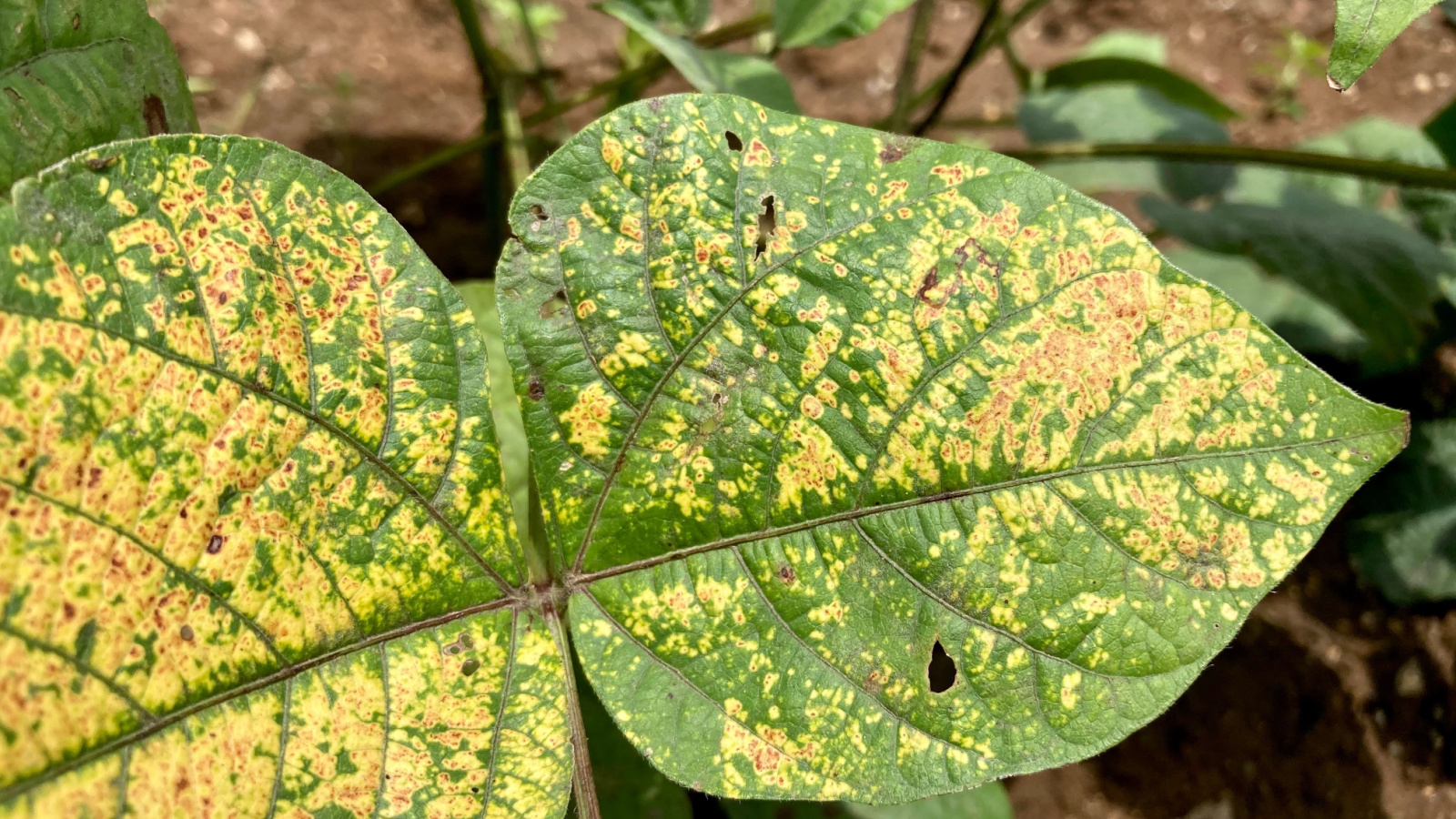 Mung bean or green gram (Vigna radiata) leaf with yellow spots locally known as yellow mosaic disease.
