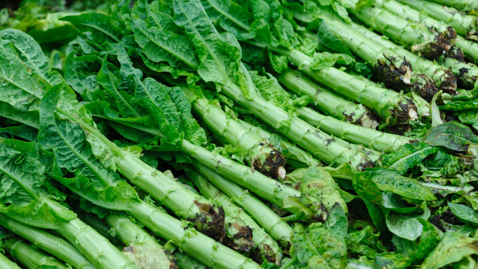 Stem Lettuce placed in piles covering an area appearing to have long stems and lush green leaves, still with soil caked at the ends