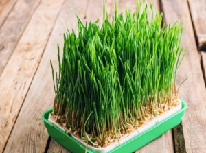 Grow wheatgrass microgreens in a rectangular container placed on a wooden surface