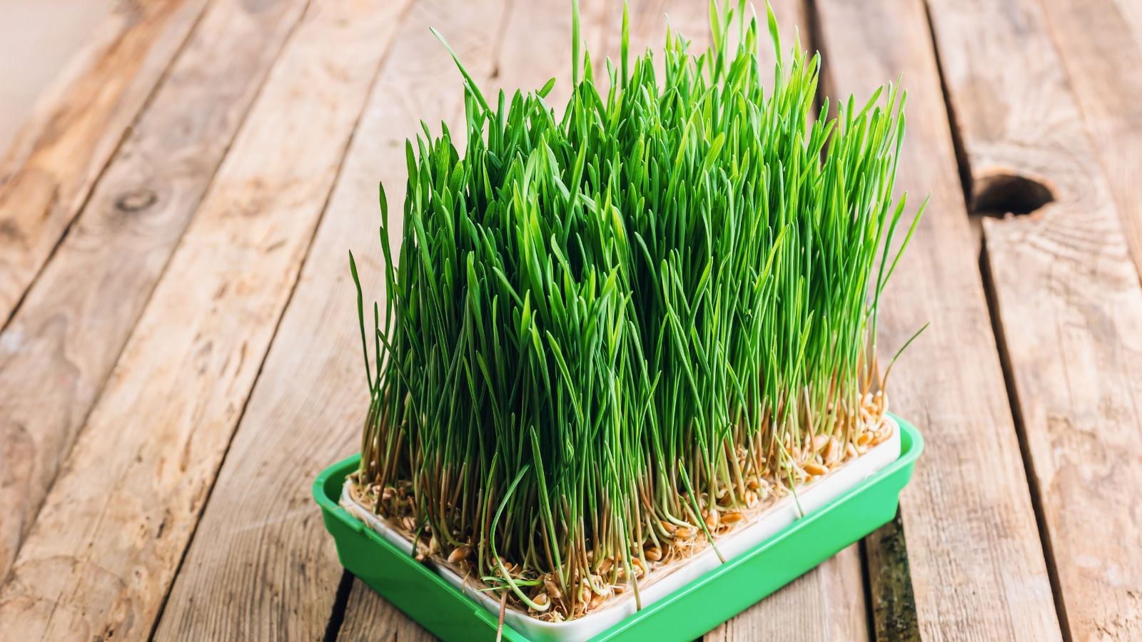 Grow wheatgrass microgreens in a rectangular container placed on a wooden surface