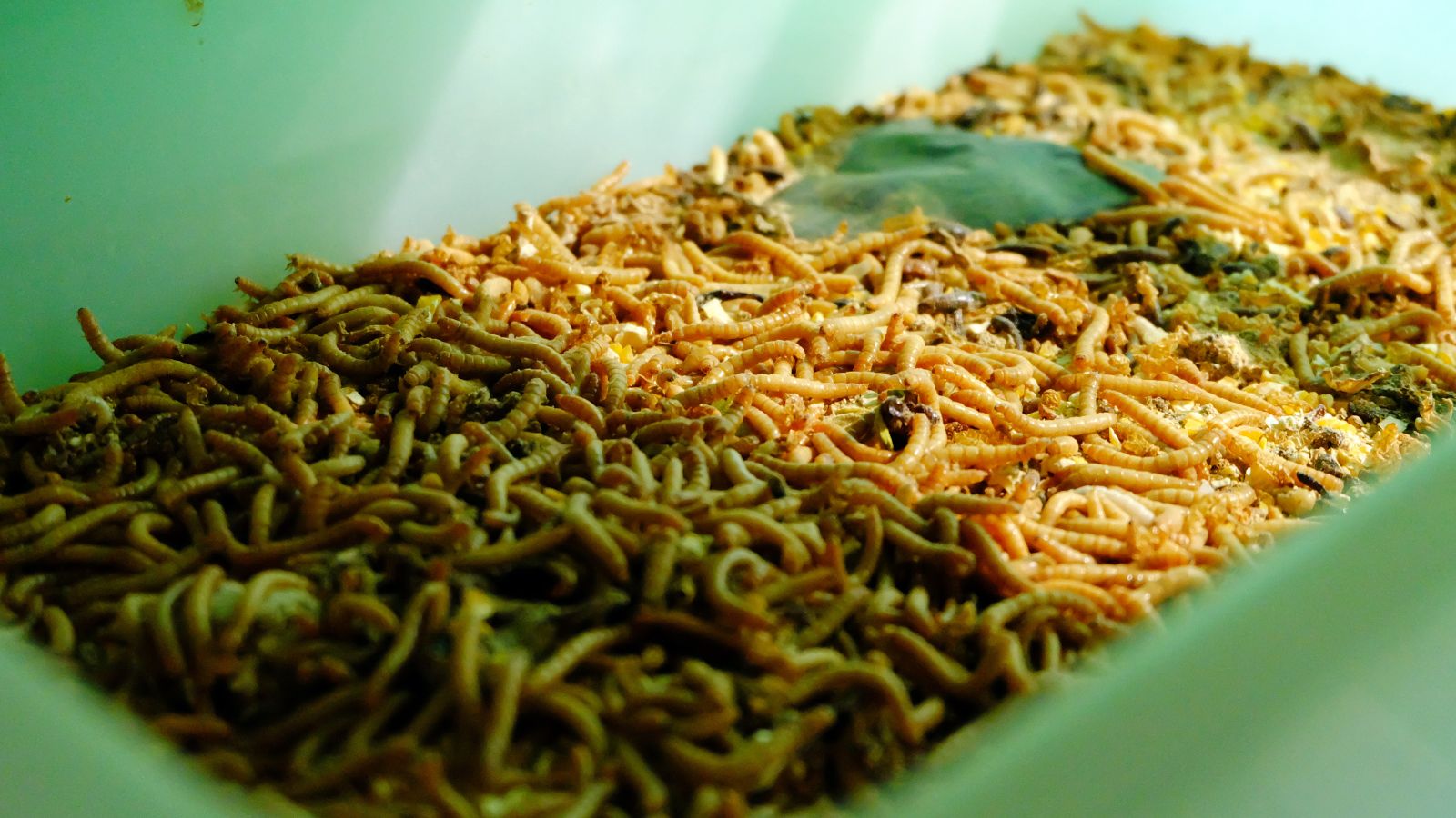 A bin with a layer of Tenebrio molitor having scattered organic material under a bright ray of sunlight