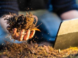 A close-up shot of a person in the process of inspecting an organic soil amendment, showcasing the mushroom compost