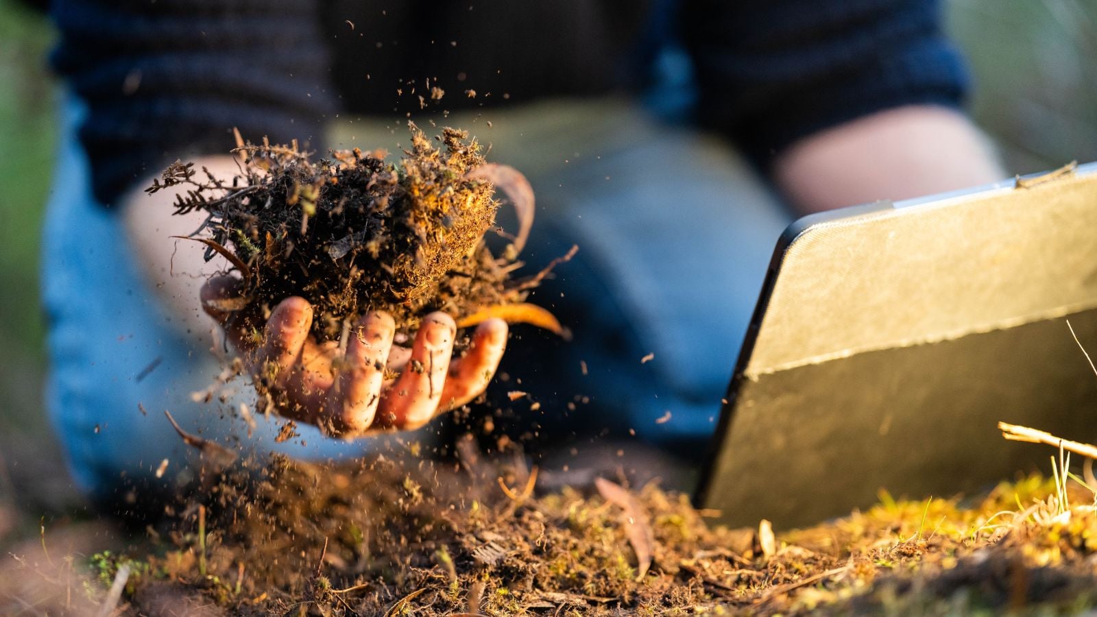 A close-up shot of a person in the process of inspecting an organic material amendment, showcasing the mushroom compost