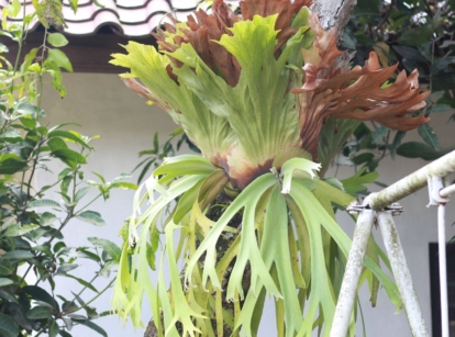 A focused shot of the staghorn fern in an area outdoors