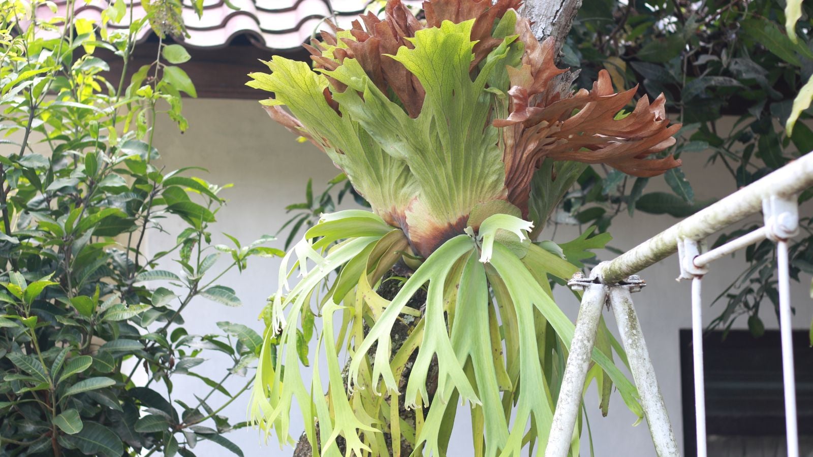 A focused shot of the staghorn fern in an area outdoors