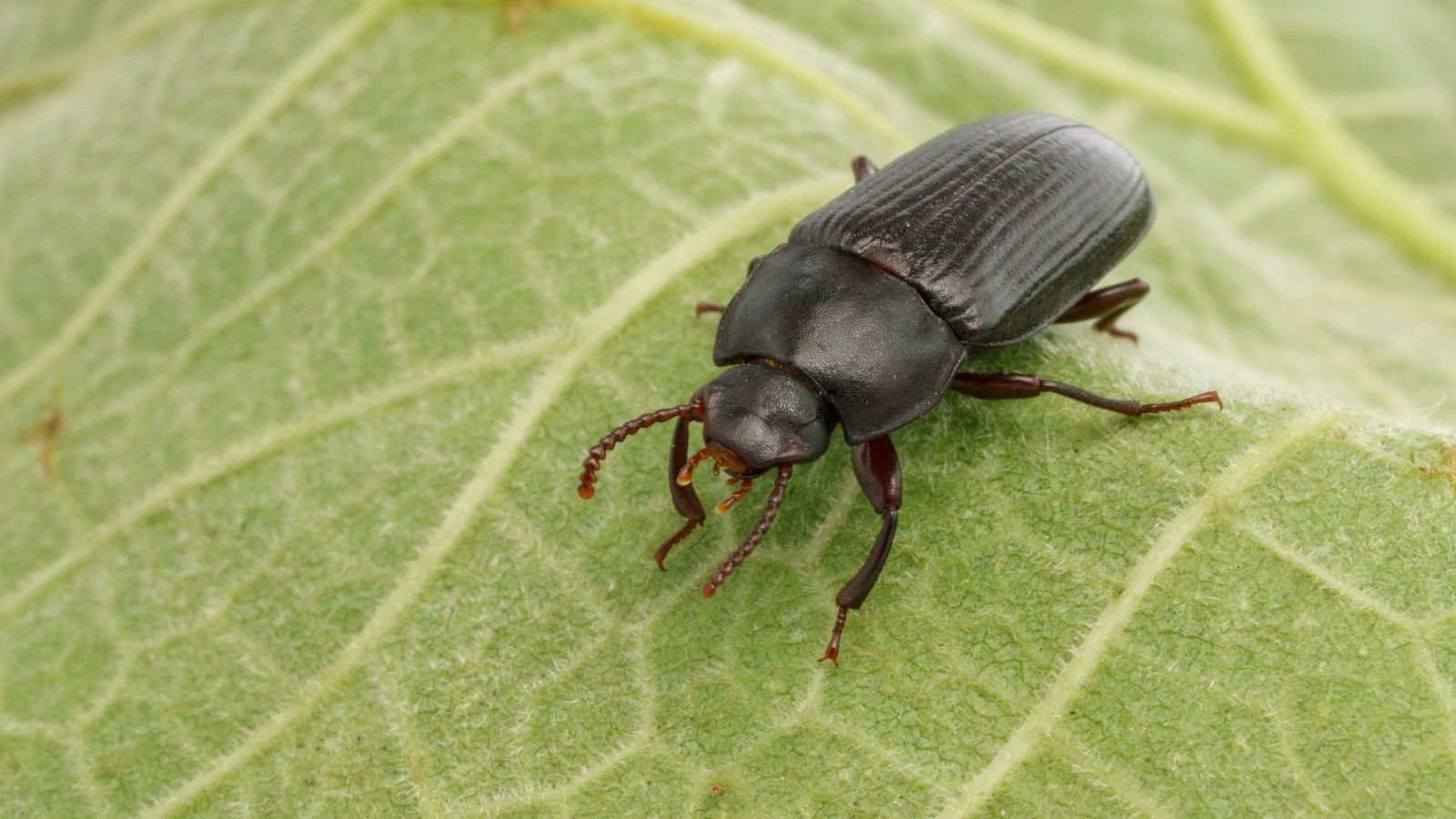 A mature Tenebrio molitor appearing to have hard skin sitting in a green veiny leaf