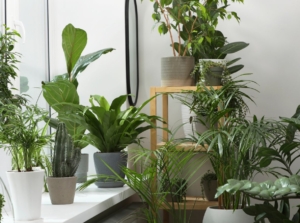 A shot of a large composition of developing houseplants in individual pots, showcasing indoor gardening basics