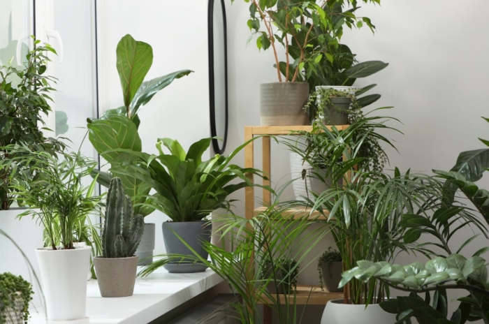 A shot of a large composition of developing houseplants in individual pots, showcasing indoor gardening basics