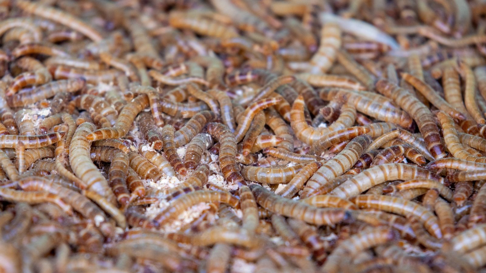 An area with Tenebrio molitor mixed with bedding while there is dust-like material on top