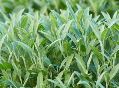 A healthy looking white sage appearing a slightly ashy green color with velvety textured leaves