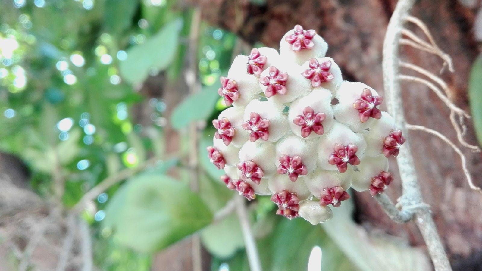A lovely Hoya kerrii plant with white blooms having bright pink centers on a woody stem