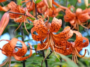 Lovely tiger lily plant with vibrant and vivid orange flowers, having prominent stamens pointing downward