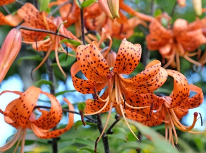 Lovely tiger lily plant with vibrant and vivid orange flowers, having prominent stamens pointing downward