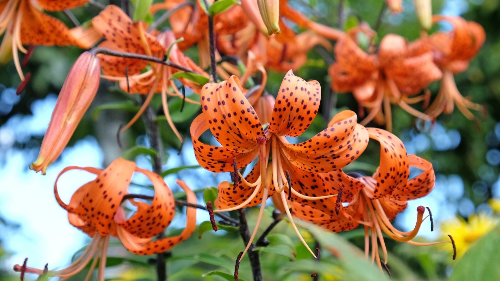 Lovely tiger lily plant with vibrant and vivid orange flowers, having prominent stamens pointing downward