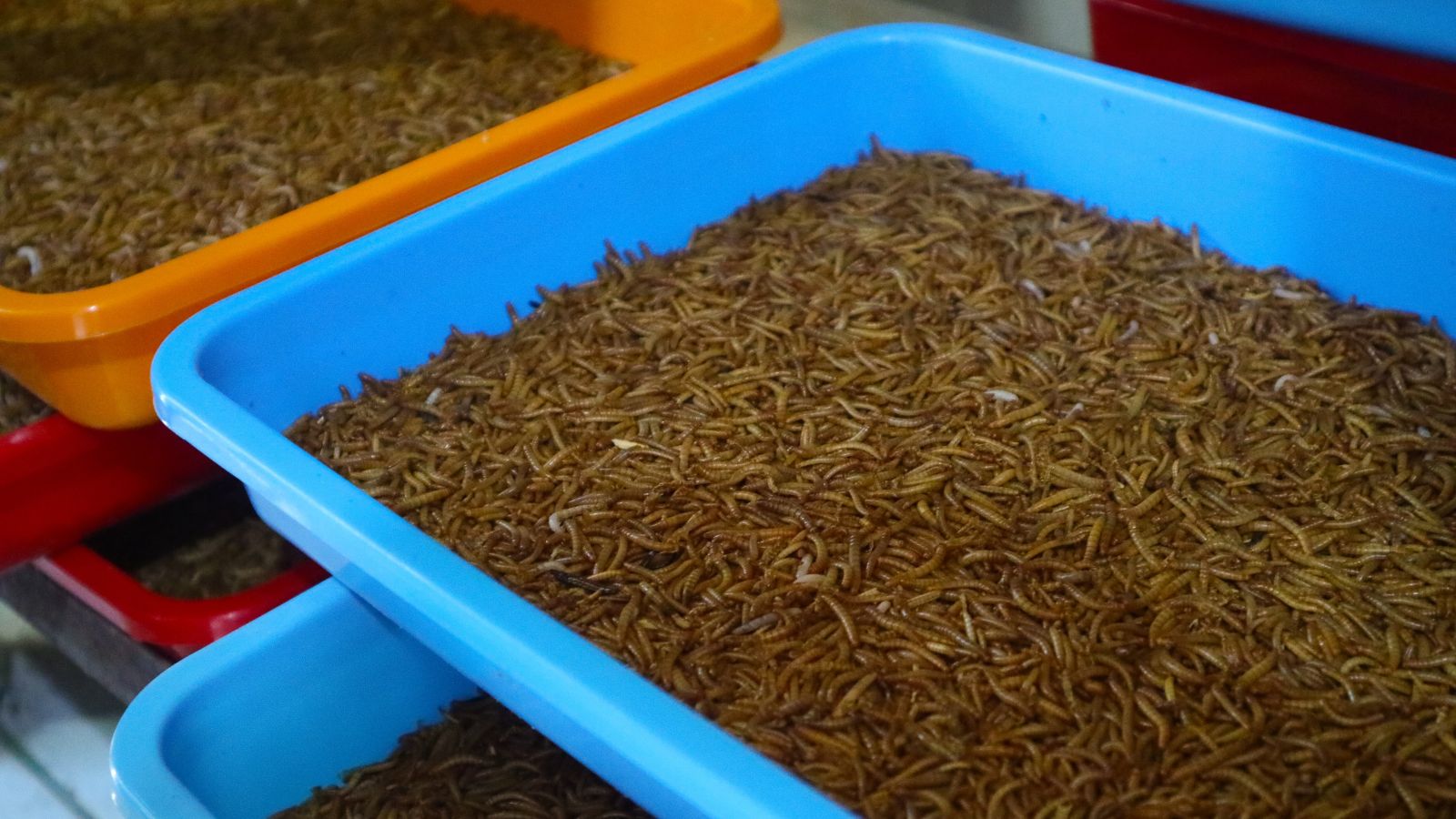 A Mealworm Farm with multiple bins placed on top of one another with each filled with worms