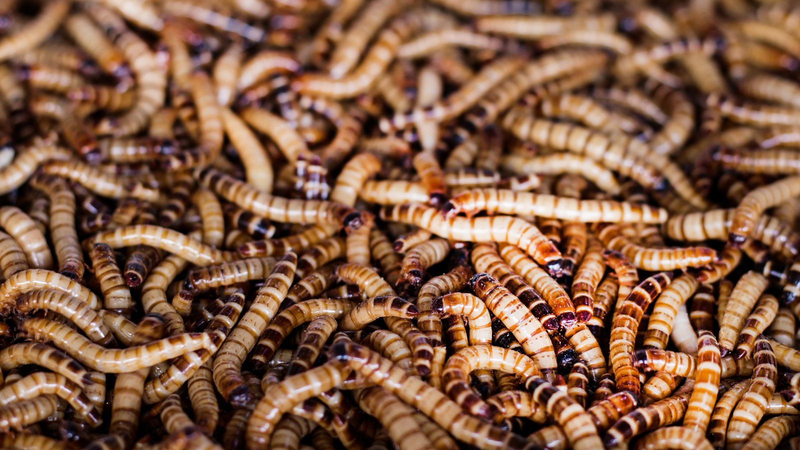 Tenebrio molitor at a farm forming a thick layer covering the bin's surface placed somewhere with light