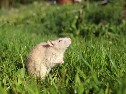 Rat in the garden.
