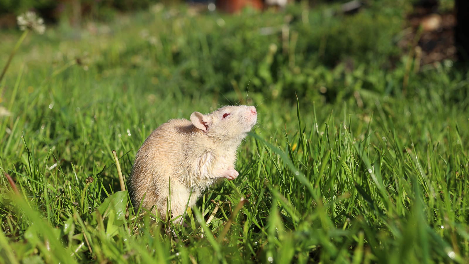 Rat in the garden.