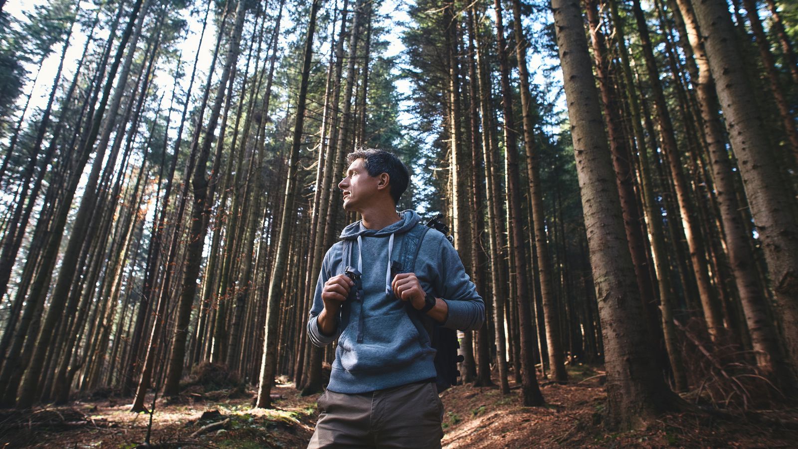 A base-angle shot of a person walking in a large tree forest area outdoors, featuring the tall slender trees