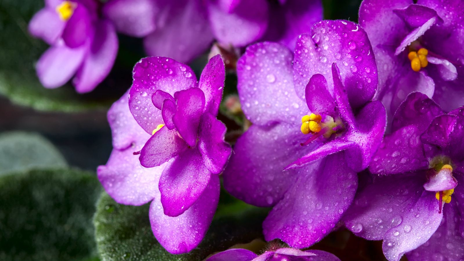 A close up of African violets, appearing to have dainty petals with a vivid purple hue and whitish patches