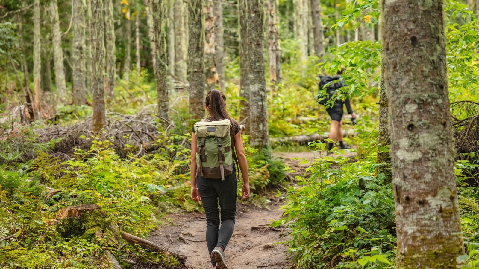 A close-up shot of two active couple on a hiking trail in a large and vast tree forest area outdoors