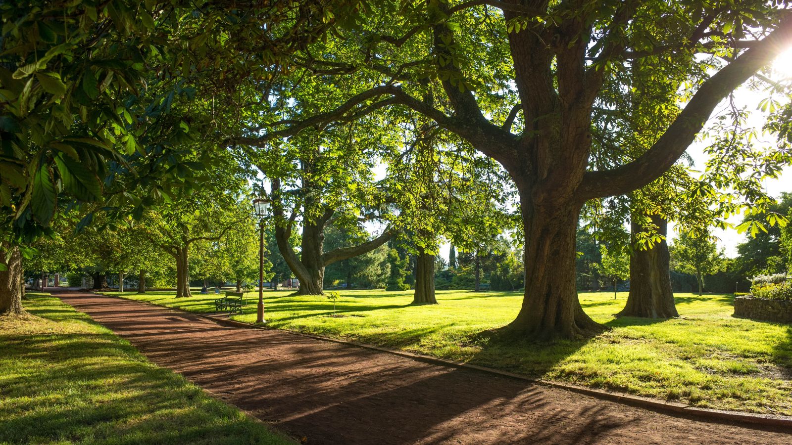 A shot of a composition of developing trees near a pathway with dappled sunlight during summer