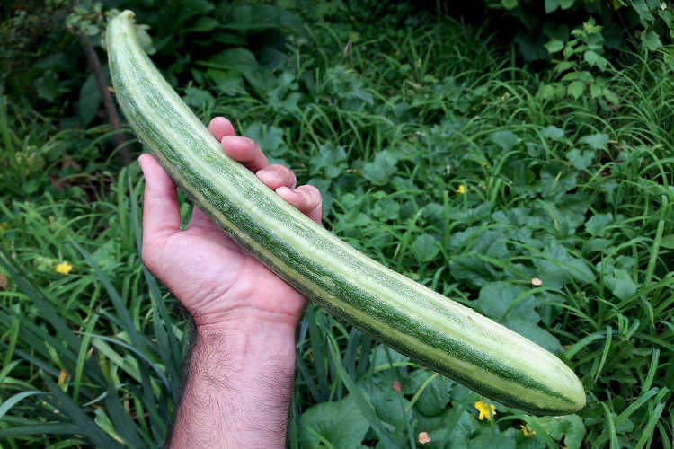 Armenian cucumber