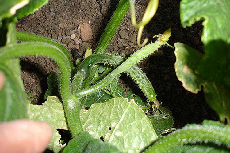Baby cucumbers