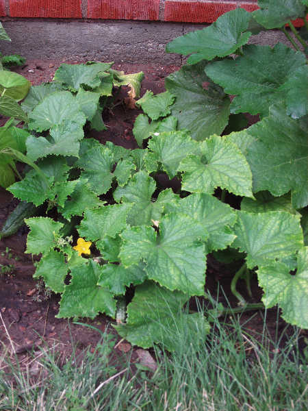 Bush Champion cucumber