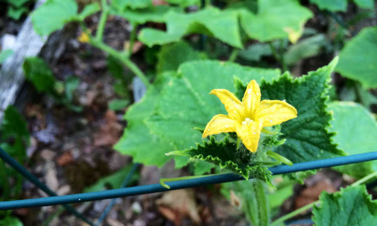 Cucumber blossom