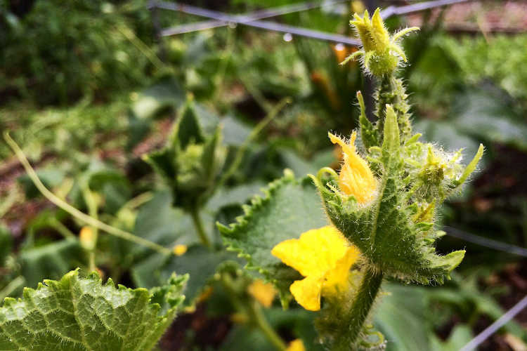Cucumber flowers