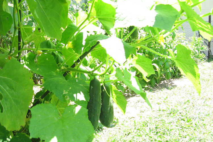 Cucumber vine