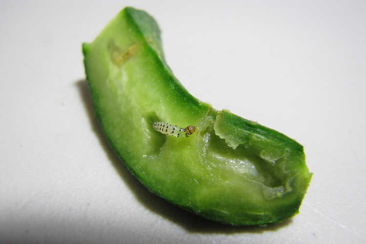 Cucumber with pickleworm