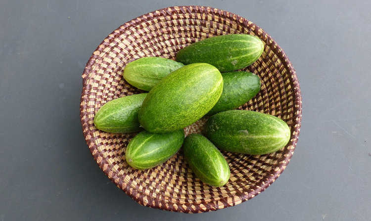 Diamant cucumbers