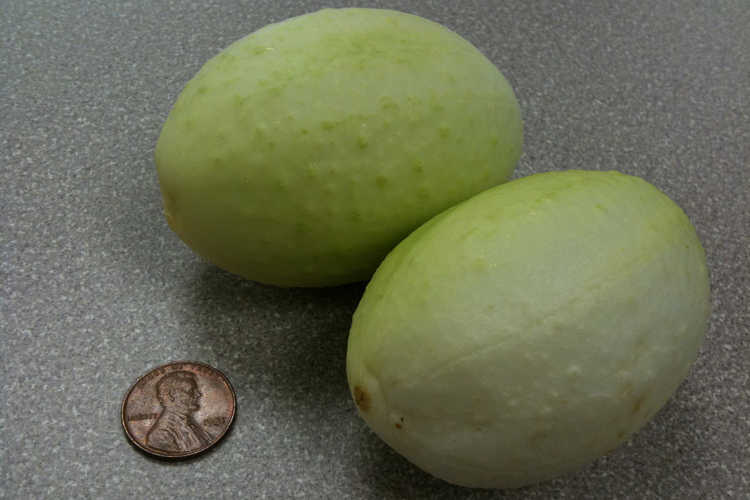 Dragons Egg Cucumbers