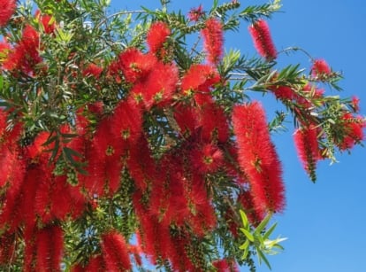 bottlebrush tree, appearing woody with bright green leaves having countless crimson red flowers that look like brushes