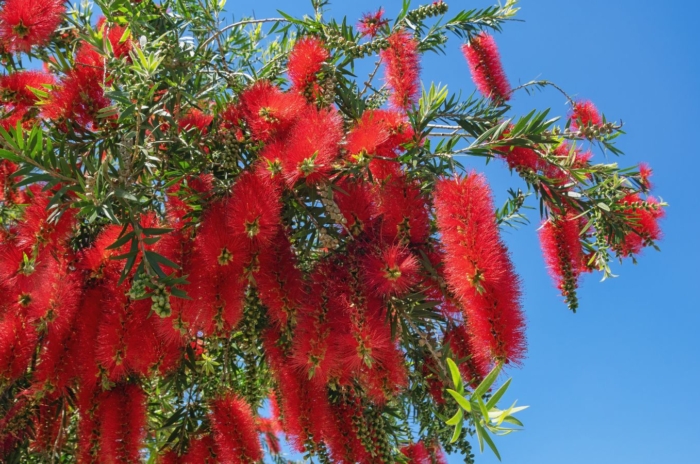 bottlebrush tree, appearing woody with bright green leaves having countless crimson red flowers that look like brushes