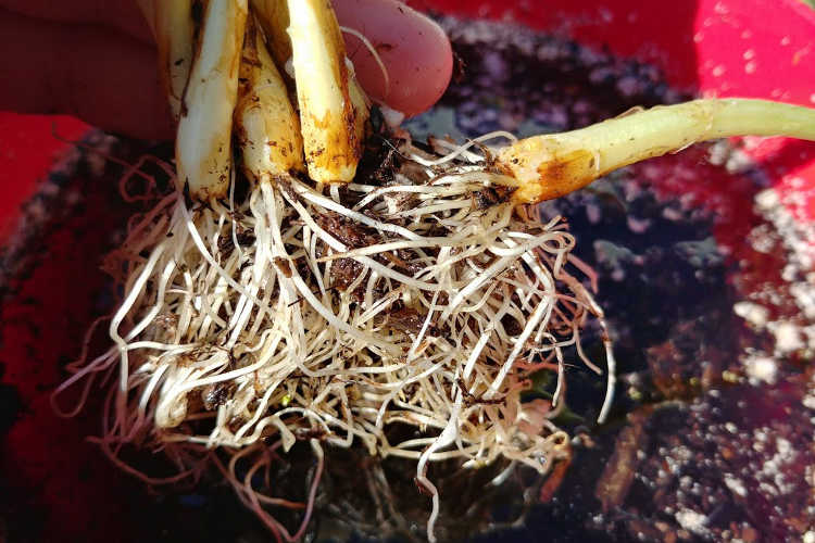 Starting to separate the onions