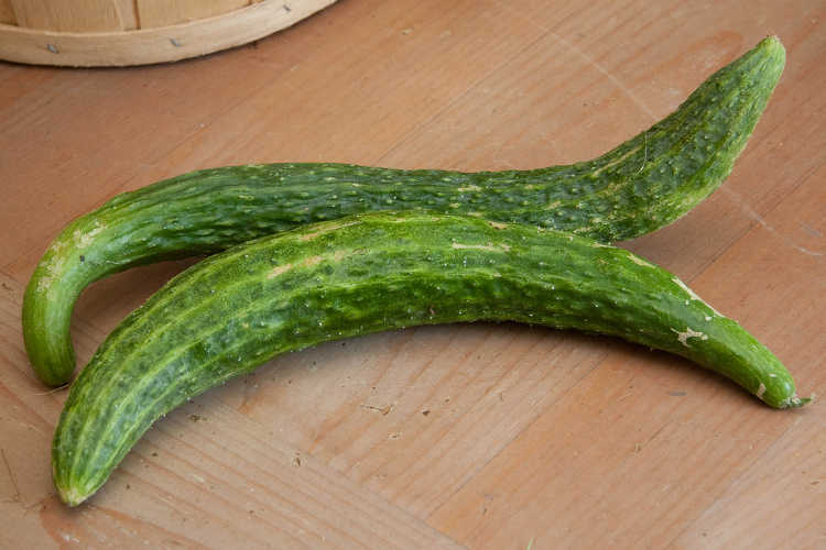 Suyo Long cucumbers