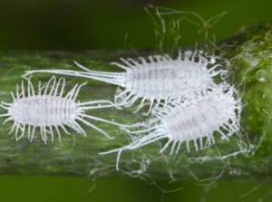 Three white mealybugs appearing bright while crawling on a deep green plant having a waxy and smooth surface