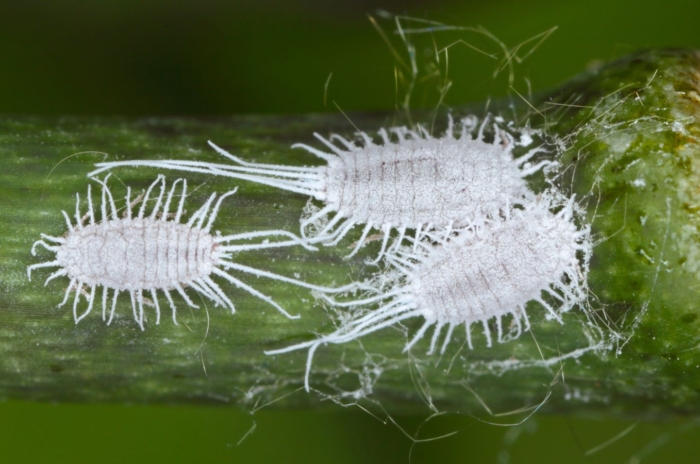 Three white mealybugs appearing bright while crawling on a deep green plant having a waxy and smooth surface