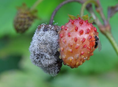 Botrytis cinerea on strawberries.