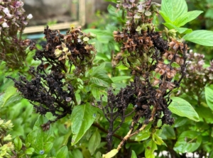 A close-up shot of a composition of Basil leaves and stems severely affected with a disease, showcasing fusarium wilt