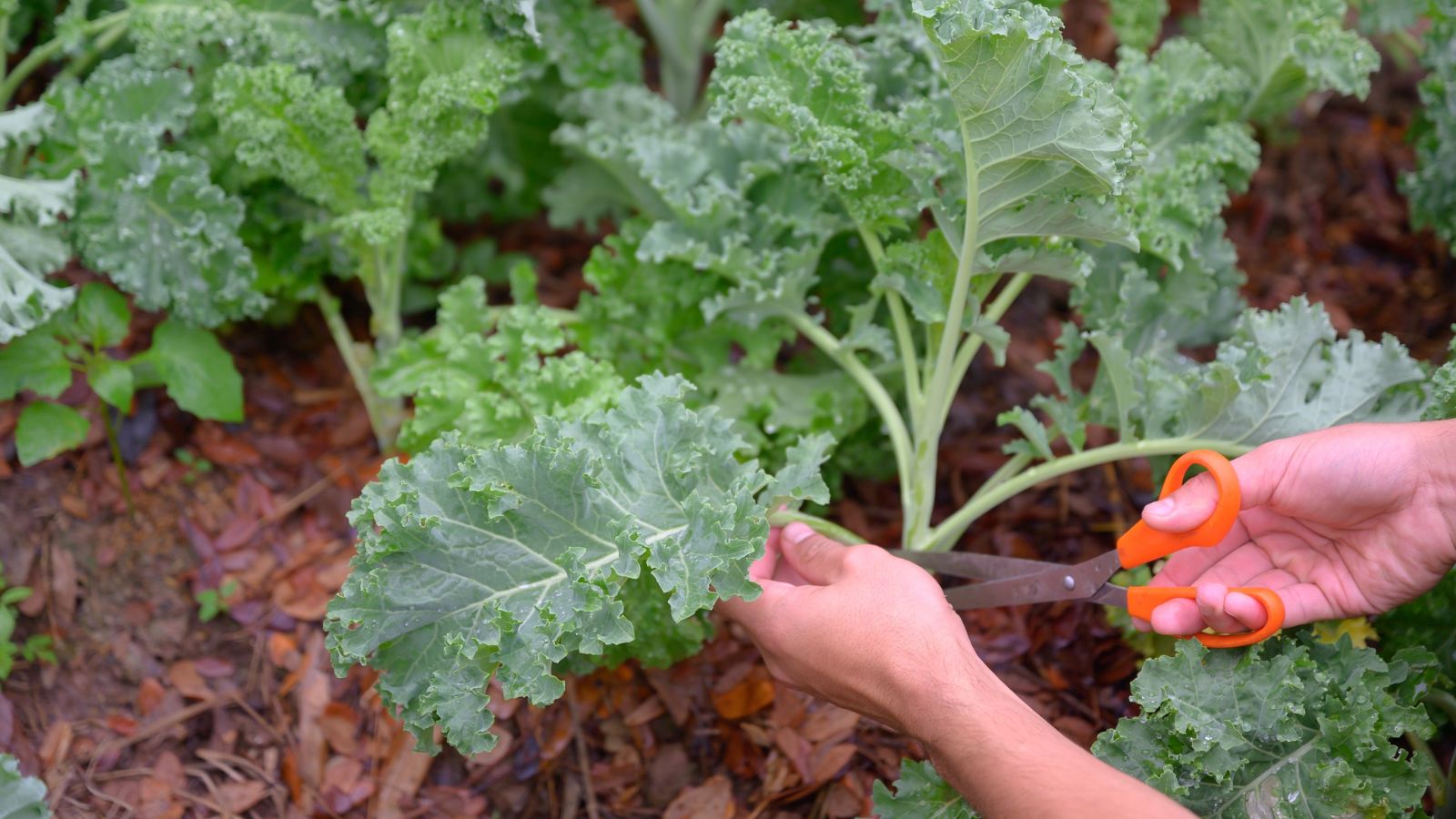 A close-up shot of a person's hand using scissors to prune and collect leaves of a crop