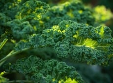 A close-up shot of a ruffled, curly leaf of a crop, showcasing a growing kale